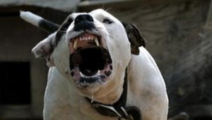 Útok pitbulov! Dohrýzli malého chlapčeka