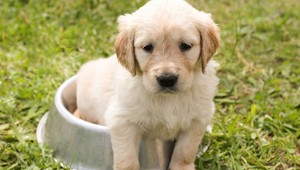 Psy urobia pre jedlo čokoľvek. Svojho pána bez váhania aj opustia