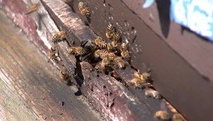 Hasiči a včelári sa pripravujú na možný výskyt nebezpečného sršňa ázijského