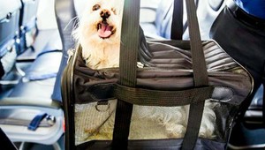 Letuška prinútila ženu dať psíka do priestoru pre príručnú batožinu. Let neprežil