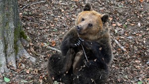 V Jánskej doline medveď napadol muža. Utrpel viaceré tržné zranenia
