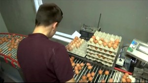 Slovenské hydinové farmy sú podľa agrorezortu čisté