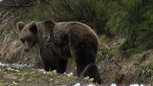 Ďalší útok medveďa. Cyklistu naháňal v lesnom poraste