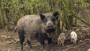 Hasiči zasahovali na cintoríne pri odchyte stáda diviakov