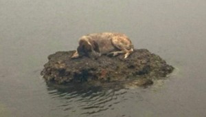 FOTO: Ľudia a zvieratá utekali pred požiarom v Grécku cez more, niektorí zahynuli vo vlnách