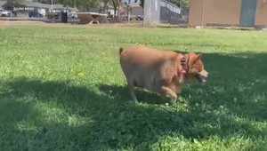 VIDEO: Čivava vážila neuveriteľných 14 kíl, teraz je z nej zdravý psík