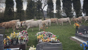 Kravy zablúdili na cintorín. Medzi hrobmi si pochutnávali na čerstvej tráve