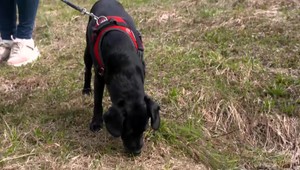 Nebezpečenstvo pre zvieratá: V obci niekto pohodil mäso s klincami a otravou