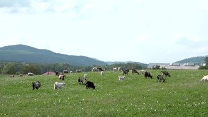 Susedský spor o kozy prerástol do trestného oznámenia