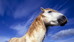 Majiteľ utýral koňa. Ťahal ho za traktorom, kým neskonal