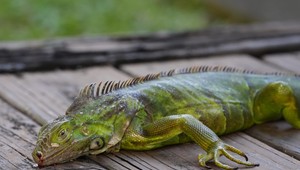 Pršia stuhnutí leguáni: Ľudia na Floride v chladnom počasí pozbierali vyše 5000 leguánov