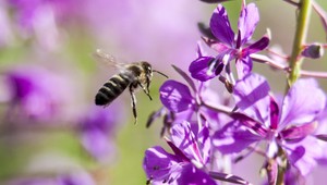 Čo má spoločné chrobák s Donaldom Trumpom? Okrem účesu aj meno
