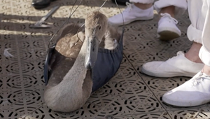 Začalo sa každoročné sčítanie labutí na Temži. Tradícia siaha do dvanásteho storočia