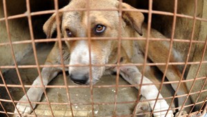 Čistokrvného psa bez papierov nekupujte! Pre toto...