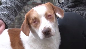 Mladík z okolia Bardejova beštiálnym spôsobom pripravil psa o oči. Teraz sa postaví pred súd