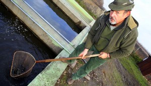 Na Zemplíne jedia mŕtve ryby, hrozí epidémia!