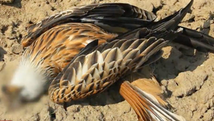 Šokujúci nález v Kopčanoch na Záhorí:  Za posledný mesiac tam objavili viac ako dve desiatky uhynutých dravcov