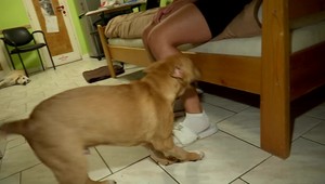 Šteniatko si pri páde z okna zlomilo obe nohy, podľa susedov ho vyhodili majitelia