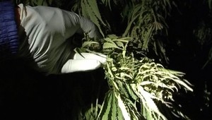 Policajti a colníci zadržali marihuanu za 20 miliónov korún