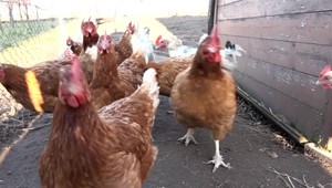 Na Záhorí sú tisíce škandinávskych husí. Chránia chovatelia svoju hydinu pred vtáčou chrípkou?