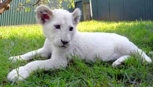 VIDEO. Biele levíča sa takto učí chodiť