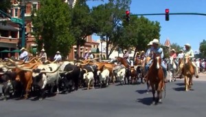 VIDEO: Sprievod kovbojov sa zmenil na rodeo. Splašený býk vbehol do kancelárií medzi ľudí