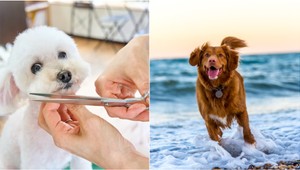 Tieto psie plemená NIKDY nestrihajte: Môžete im spôsobiť viac škody než úžitku!