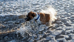 Príbeh, ktorý chytí za srdce! Dvojnohý boxer prvýkrát na pláži