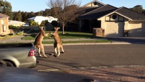 Bitka divokých kengúr! Súboj, aký ste ešte nevideli