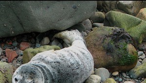 Hluk z lodnej dopravy môže tuleňom spôsobiť stratu sluchu