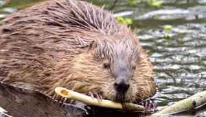 Apetít bobra vodného robí vrásky lesníkom. Chránené zviera spôsobuje kalamitu