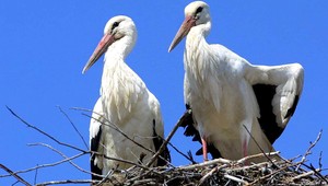 Bociany v priamom prenose. Ich prvý let sleduje kamera