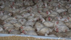 Viac ako 20-tisíc kusov hydiny museli utratiť. Dôvodom je vtáčia chrípka