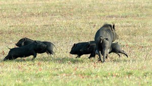 Diviak zožral jablká a slivky. Bol tak opitý, že nevedel chodiť