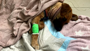 Štyroch týraných psov našli v šachte v Šarovciach, jeden bojuje o život