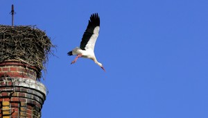 Keď človek pomáha zvieraťu v núdzi. Uväznený bocian na vežičke