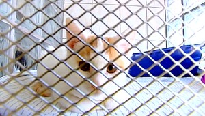 V zvieracom útulku zmrazovali mačiatka na smrť