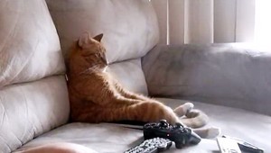 Mačka milujúca metalovú hudbu: Z televízora nespustila oči