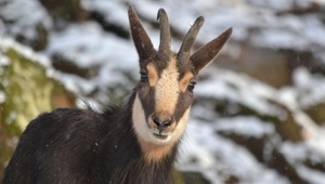 V Tatrách sa konalo veľké sčítavanie kamzíkov. To číslo ohromilo aj ochranárov