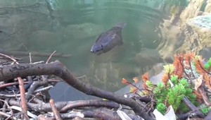 Bobry a povodňové hrozby: Budú na Slovensku povolené ďalšie odstrely?