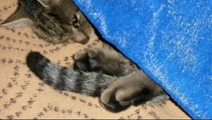 Brutálne utýraného kocúra dal majiteľ utratiť