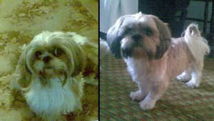 Zúfalo hľadáme fenku šicu! Odmena istá