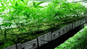 V Kalifornii môžu oddnes užívať marihuanu na rekreačné účely