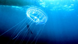 Ochutnali ste už medúziu zmrzlinu?