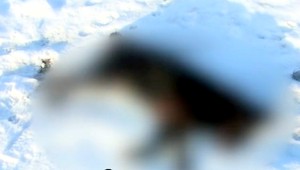 Viliam (38) zabil poľovníckeho psa, hrozí mu ročné väzenie