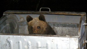 Stretnutie s medveďom. Takto sa vyvarujete napadnutiu