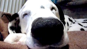 Ďalšia psia kaviareň. Na vstup čakajú stovky ľudí