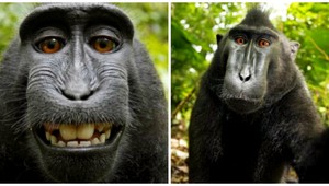 Makak sa vyfotil sám, fotograf si nárokuje práva