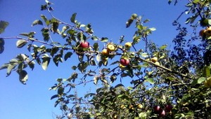 tvojenoviny: Dva druhy jabĺk na jednom konári stromu