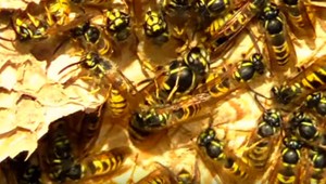 Mladá plavkyňa (18) po bodnutí osou skolabovala